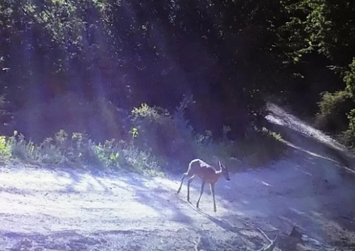 Boluda bir karaca fotokapan tarafından görüntülendi
