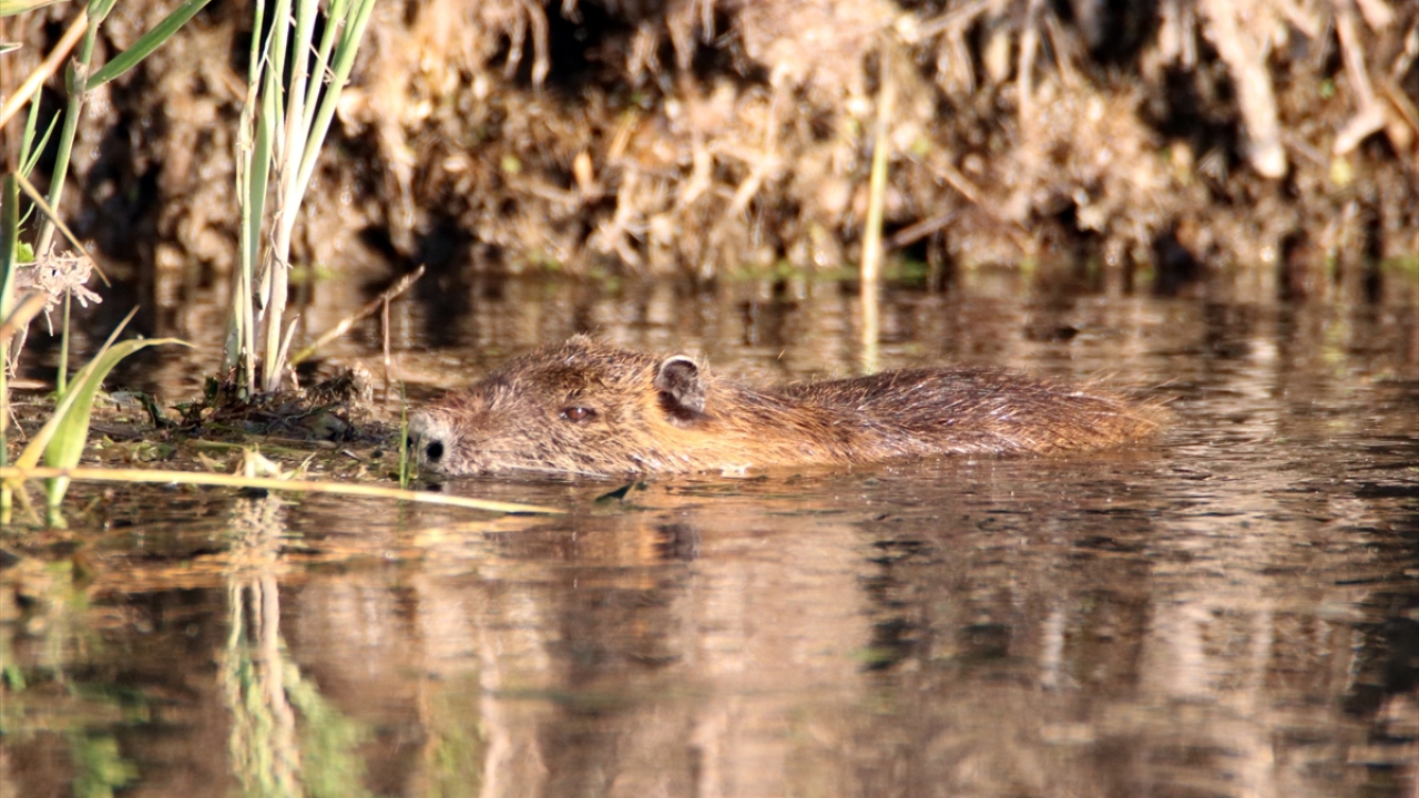 Ana vatanı Güney Amerika olan su maymunları, kürk üretimi için getirildikleri bölgede çiftliklerden kaçarak ulaştıkları Karasu ve Bulakbaşı sazlıklarında yaşamını sürdürüyor. 