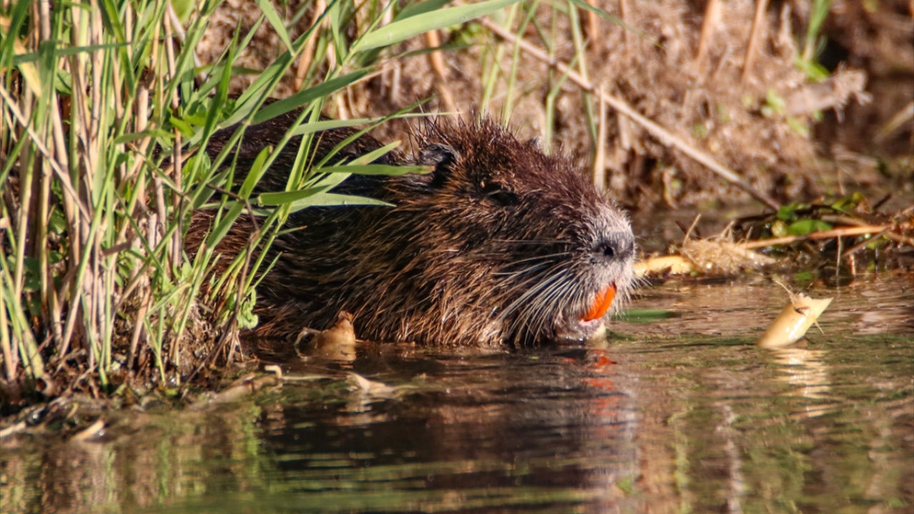Halk arasında `koypu` ve `esrarengiz fare` olarak da adlandırılan su maymunları, yaşadıkları Iğdır`daki sulak alanlarda bölge şartlarına ayak uydurdu. 