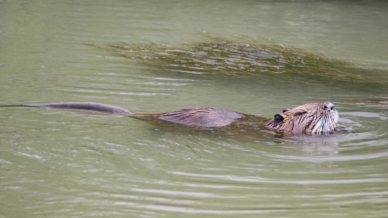 Normalde istilacı tür olarak kabul edilen ve hızlı üremesiyle bilinen su maymunları, Iğdır`ın iklim şartlarında, diğer bölgelerin aksine daha yavaş üreyerek varlığını koruyor. 