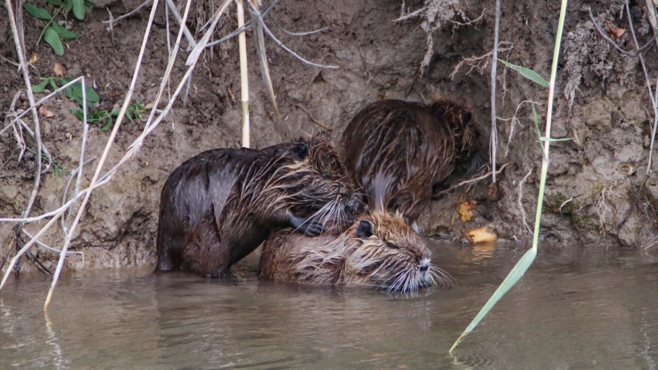 Kuzeydoğa Derneği Bilim Koordinatörü Emrah Çoban, yaptığı açıklamada, su maymunlarının, Iğdır`daki sulak alanlara adapte olduğunu söyledi. 