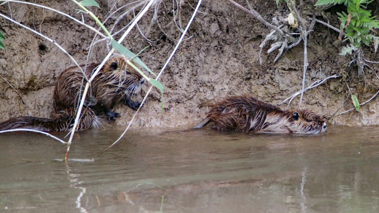 İstilacı tür olmalarına rağmen doğaya zarar vermiyorlar