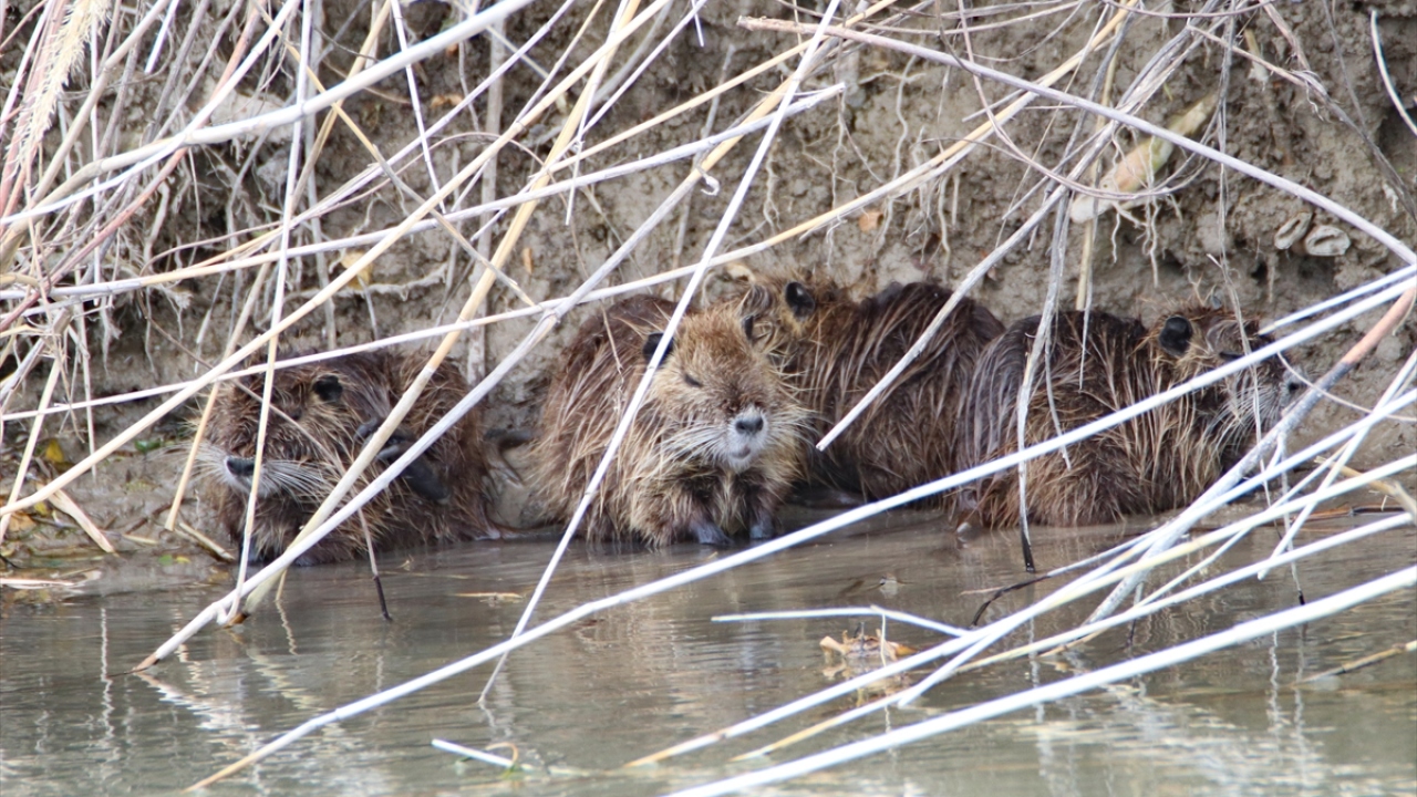 Bu su maymunlarının, yıllar önce kürk üretimi için bölgeye getirildikten sonra üretimin durmasıyla bazılarının serbest bırakıldığını, bazılarının ise çiftliklerden kaçarak Iğdır`daki sulak alanlara yerleştiğini ifade eden Çoban, şunları söyledi: 