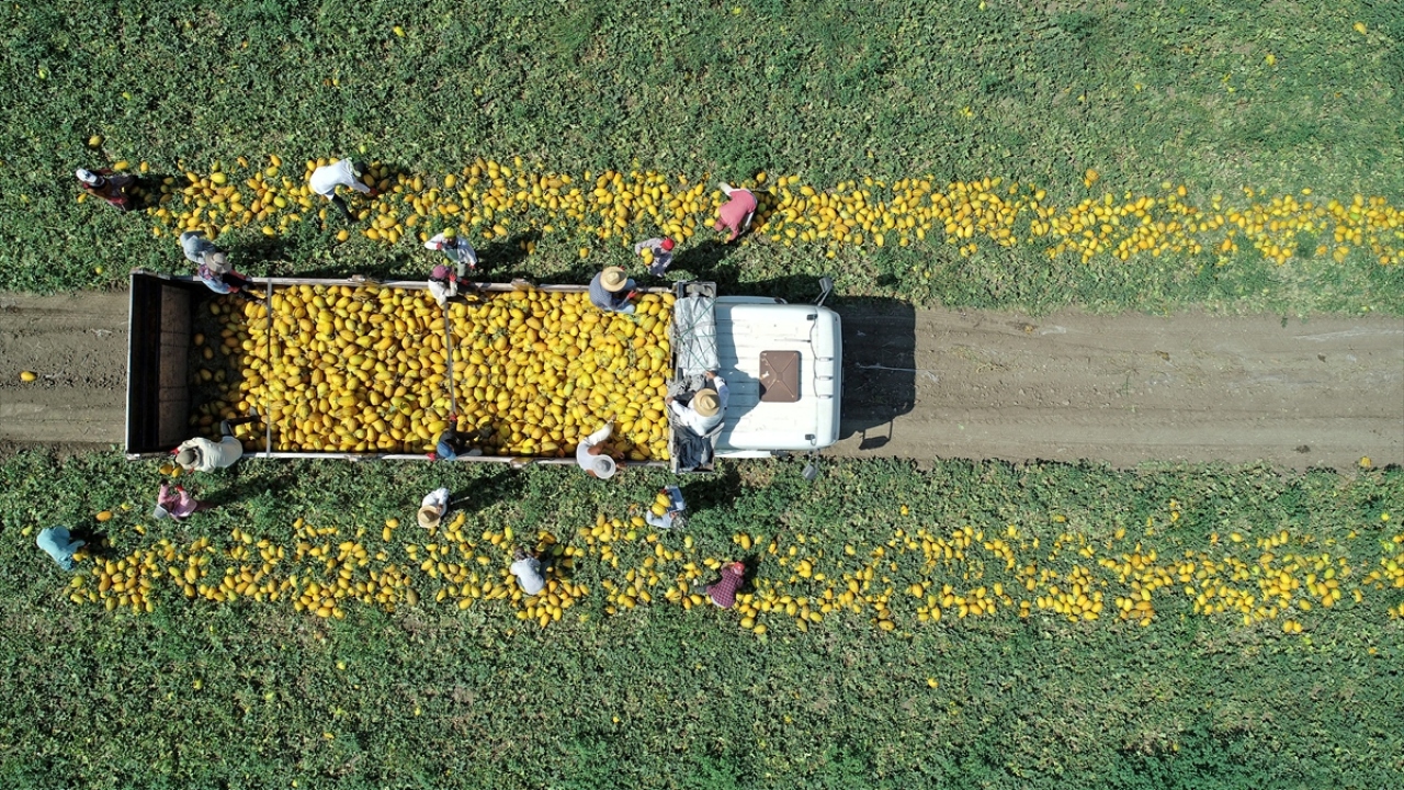 Kentte yaklaşık 50 bin dekarda ekilen kavunda, mayıs aynın sonunda başlayan hasat sürüyor.
