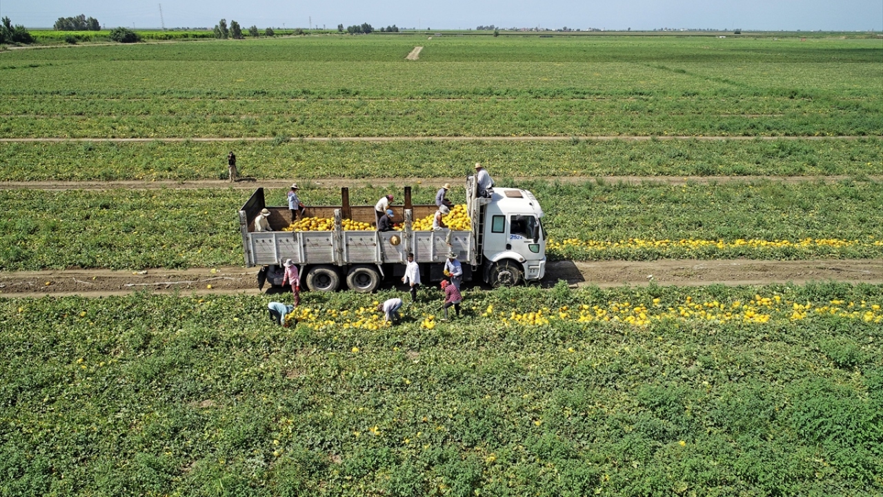 Bereketli Çukurova topraklarında karpuzun yanı sıra aynı dönemde ekimi yapılan kavun da çiftçinin önemli gelir kaynakları arasında yer alıyor.