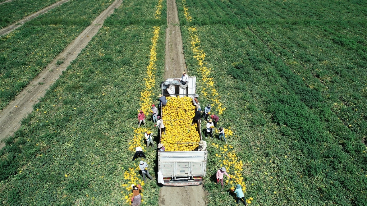 Türkiye`nin kavun üretiminin yaklaşık yüzde 12`sini gerçekleştiren kentte, 200 bin ton civarında rekolte bekleniyor.