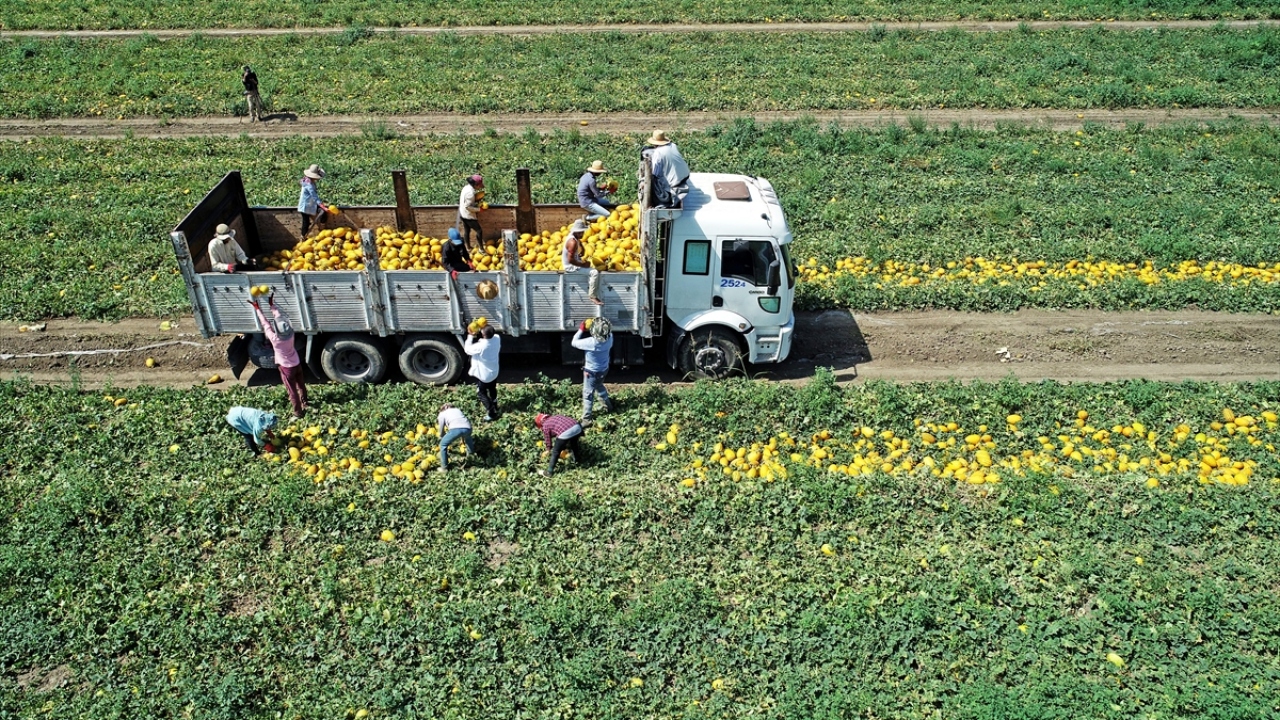 Geçen sene dekara 5-7 ton ürün alınırken, bu yıl sağanaklardan etkilenen kavunda dekar başına 3-5 ton rekolte hedefleniyor.