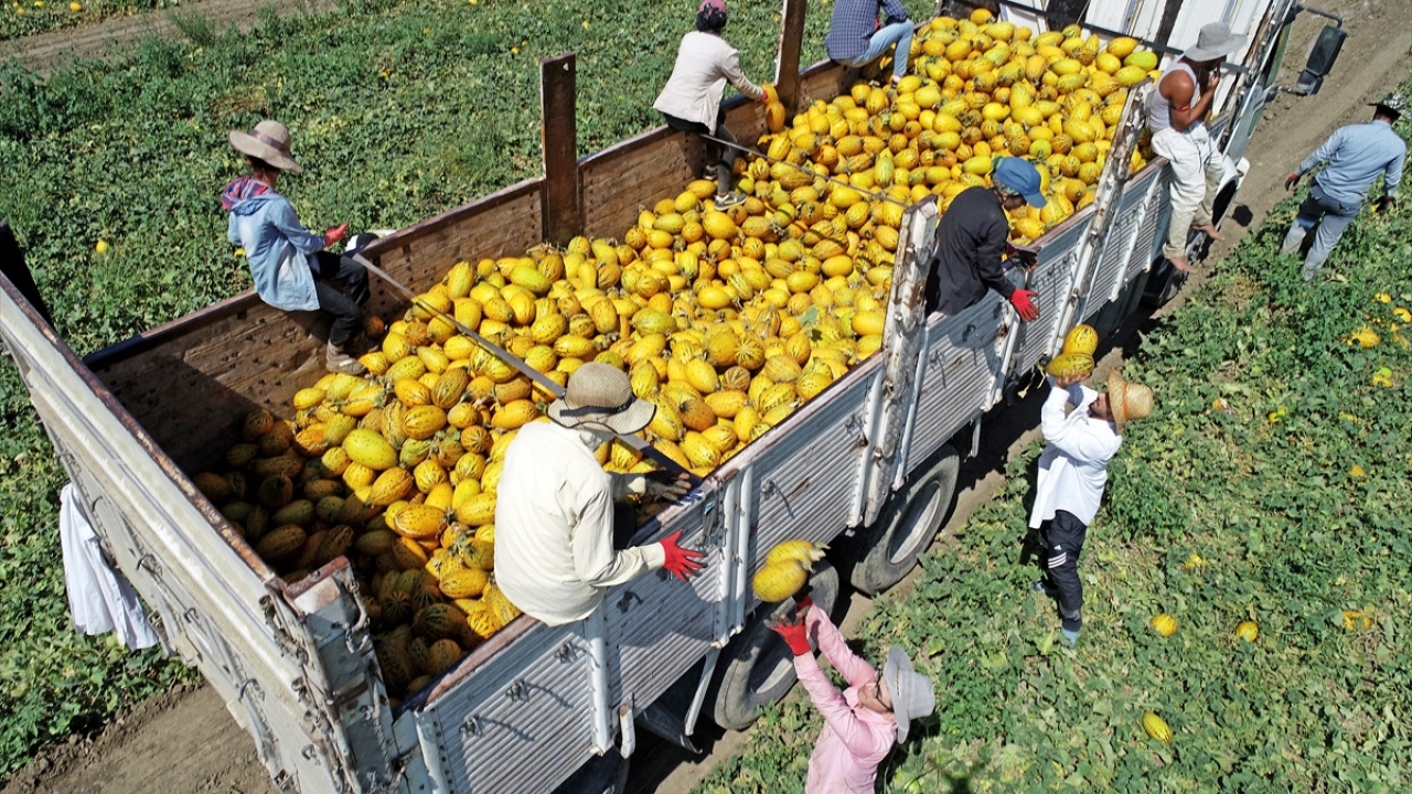 Verim düşüklüğüyle üzülen çiftçi, turfanda dönemde kilogramı 2,5-3 liradan satılan kavunda hasat sonunda 2 liradan alıcı bulunmasına seviniyor.