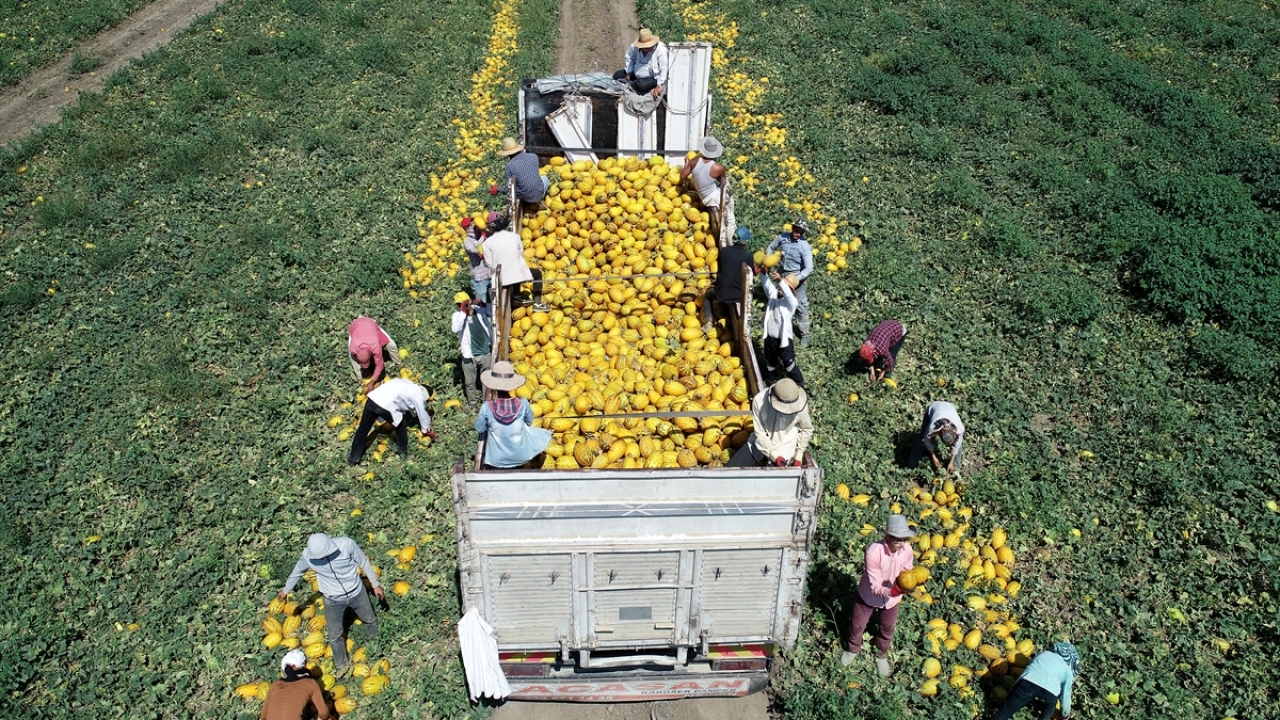 Adana Çiftçiler Birliği Başkanı Mutlu Doğru, yaptığı açıklamada, kentte mayıs ayı sonunda başlayan kavun hasadının sonuna yaklaşıldığını söyledi.