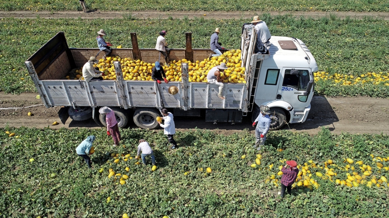 "Sağanaklar verimi düşürdü"
