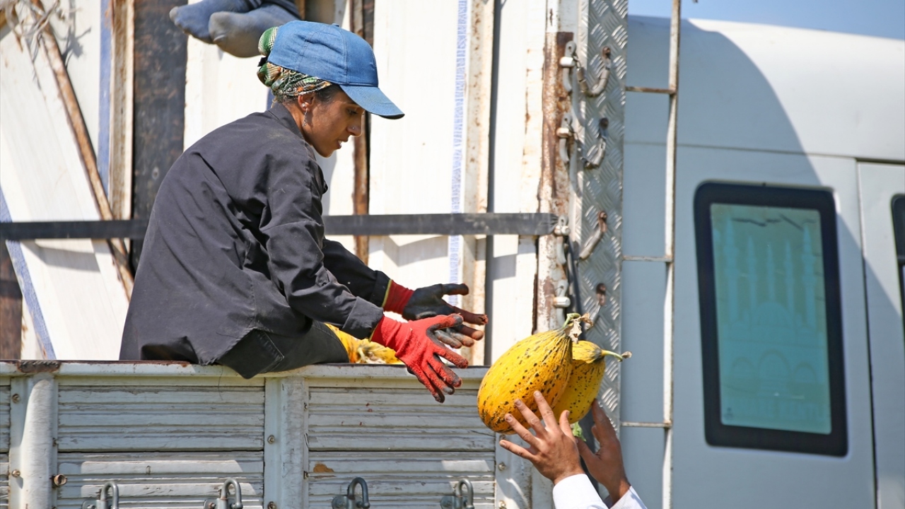 Çiftçi Münir Ceylan da tarlasında haziranın ilk haftasında kavun hasadına başladıklarını dile getirerek, verim düşüklüğü yaşamalarına rağmen fiyattan memnun olduklarını bildirdi.