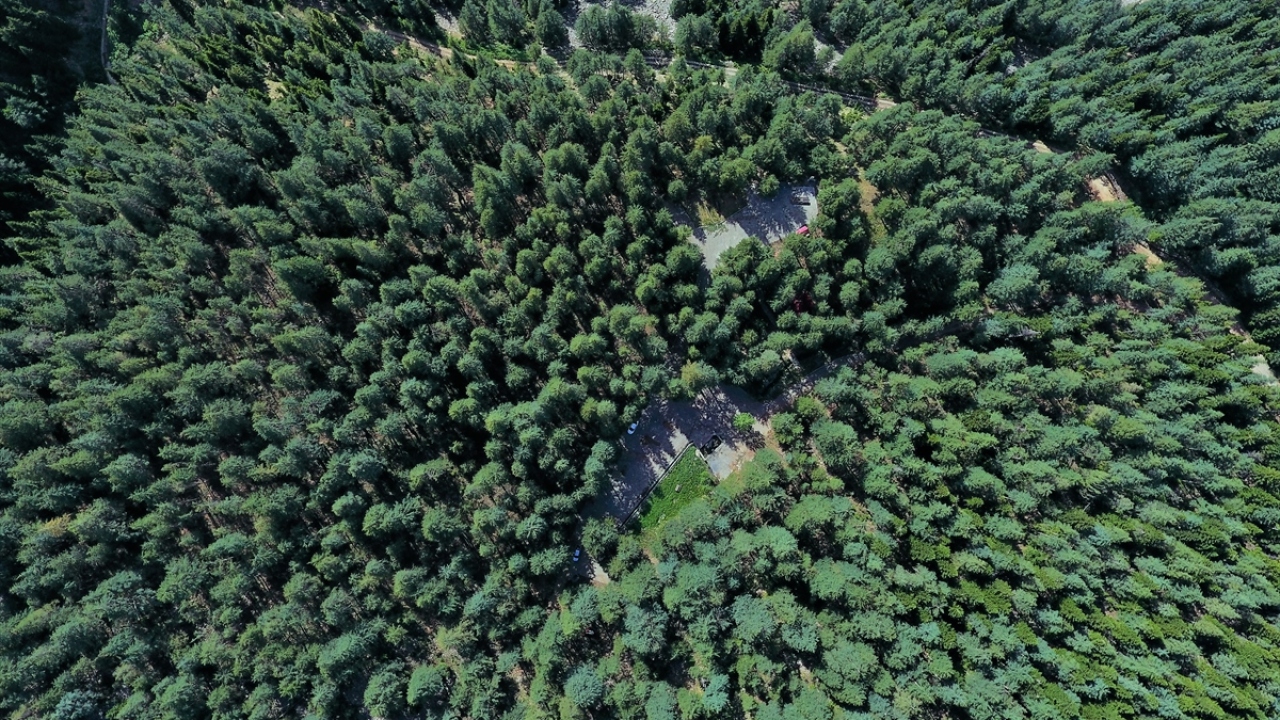 Bölgede 67 familyaya ve 287 cinse dağılmış 529 tür ve tür altı seviyede bitki çeşitliliği bulunuyor.