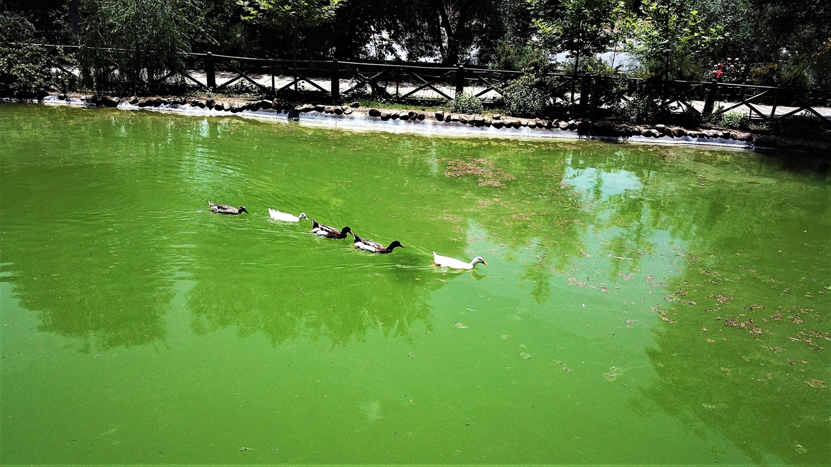 Bunların 65`i ise kayıtlarda endemik olarak yer alıyor.