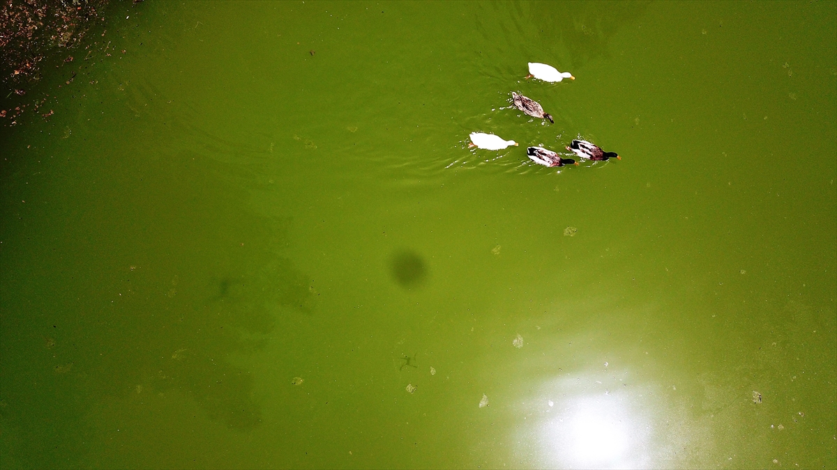 Bilim dünyasını ilgilendiren bu yönünün yanında yayla, doğa tutkunlarının ilgisini çekiyor.