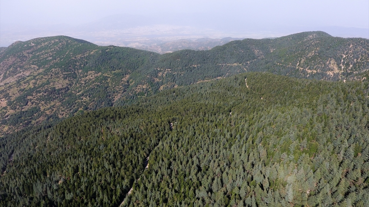Asli ağaç türü kızılçam olan sahada, yaşları 90 ila 120 olan ağaçlar bulunuyor. 