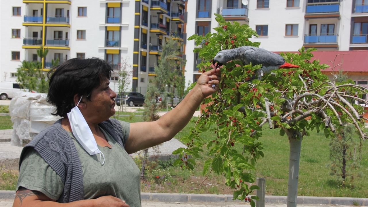 Papağanı kaçınca üzüntüden kalp krizi geçirmiş