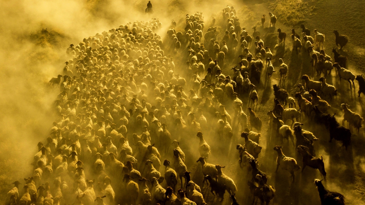Koyun sürülerinin tozlu yol ve vadilerden geçişiyle beraber ortaya çıkan görüntüler havadan drone ile görüntülendi. 
