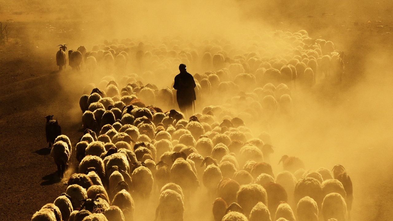 Tatvan ilçesine bağlı Kıyıdüzü’ndeki çobanlar, binlerce koyunu tarlalara ekilen buğdaylara ve ekinlere zarar vermemesi için toprak ve tozla kaplı vadiden götürmek zorunda kalıyor. 