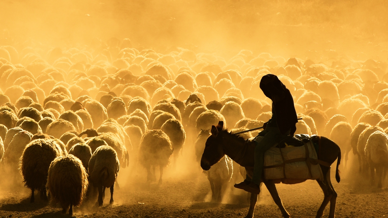 Her gün binlerce koyunu süt sağımı için sürüler halinde köye getiren çobanlar, süt sağımından sonra gün batımına doğru sönmüş bir volkanik dağ olan Nemrut Dağı eteklerine doğru 7 kilometrelik tozlu yolculuğa başlıyor. 