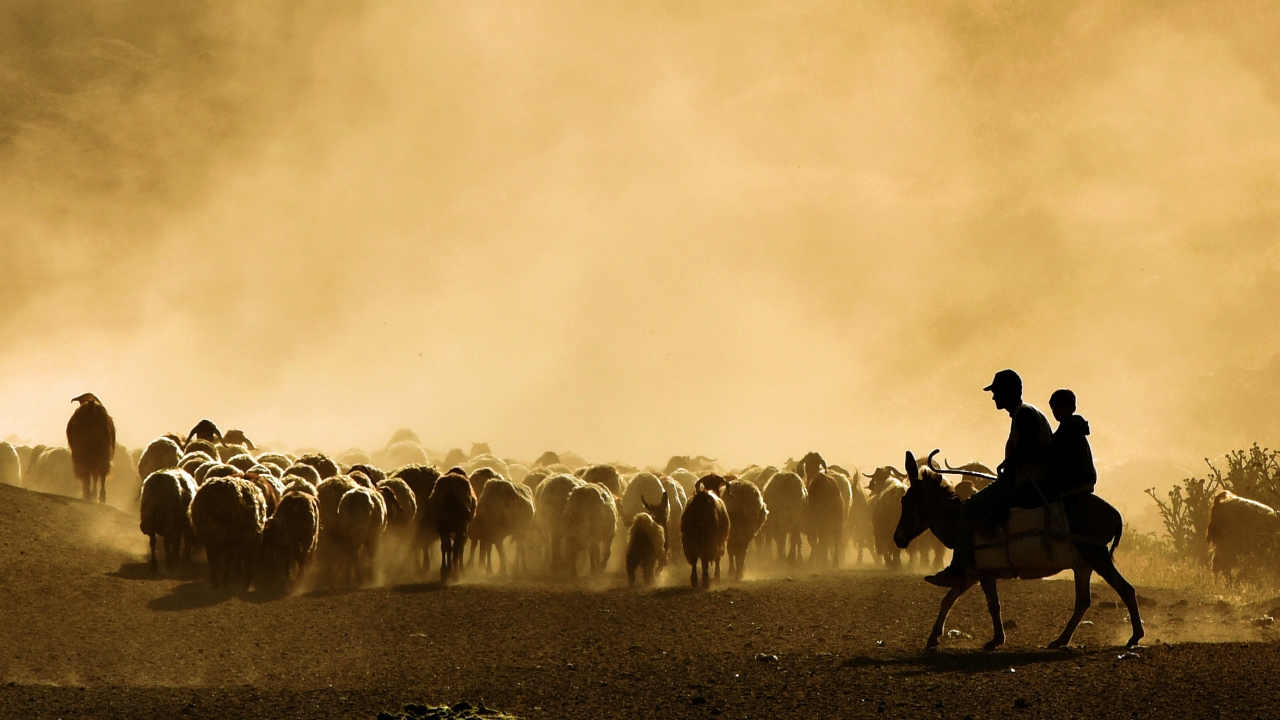 Çobanlar ve koyun sürüleri günde 2 defa Nemrut Dağı’na gidiş geliş yaparak yaklaşık 15 kilometrelik tozlu yolu yürümüş oluyor. 