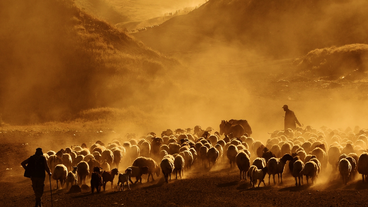 Koyun sürülerinin tozlu yolda ilerleyişi, çoban ve koyunları zorlarken gün batımına doğru oluşan kızıl renkler ise seyri doyumsuz görüntüler ortaya çıkarıyor. 