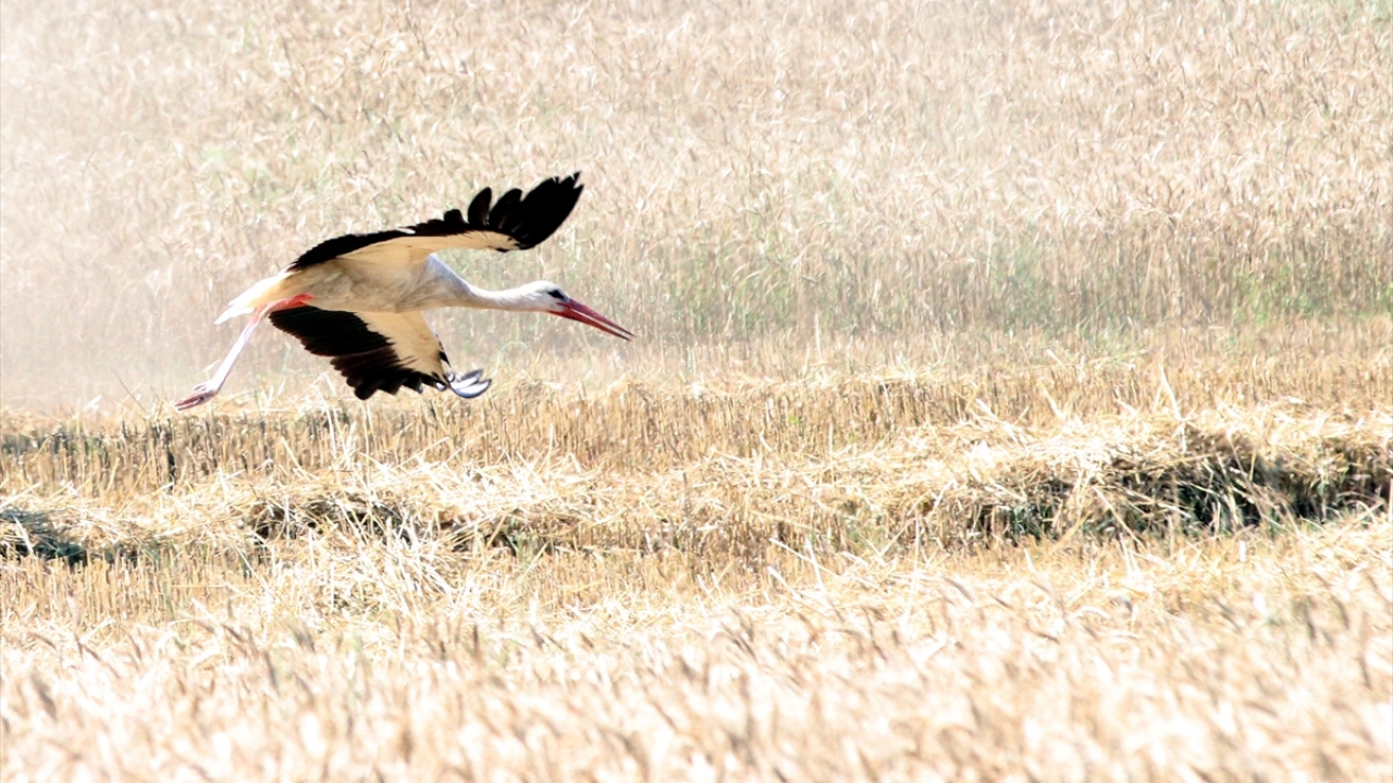 Kışı, Afrika`daki Nil Nehri kıyısında geçirdikten sonra mart ayında bölgeye gelen leylekler, elektrik ve telefon direklerinde geçirdikleri kuluçka döneminin ardından yumurtadan çıkan yavrularının iyi beslenmesi için çekirge ve böcek avlıyor.