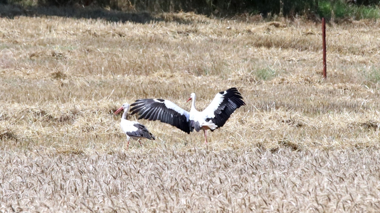 Büyük uğraşlar sonucu yavrularını büyüten leylekler, Afrika`ya göç öncesi, çiftçilerin binbir emekle ektiği buğday tarlalarına misafir oluyor.