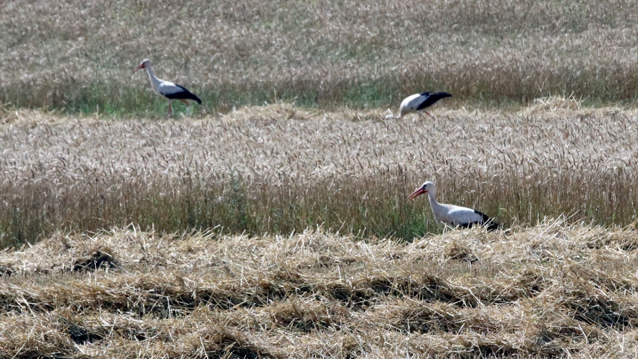 Tarlasını hasat ettiren çiftçi Necdet Zabın, hasat zamanında leyleklerin tarlalarında avlandıklarını söyledi.
