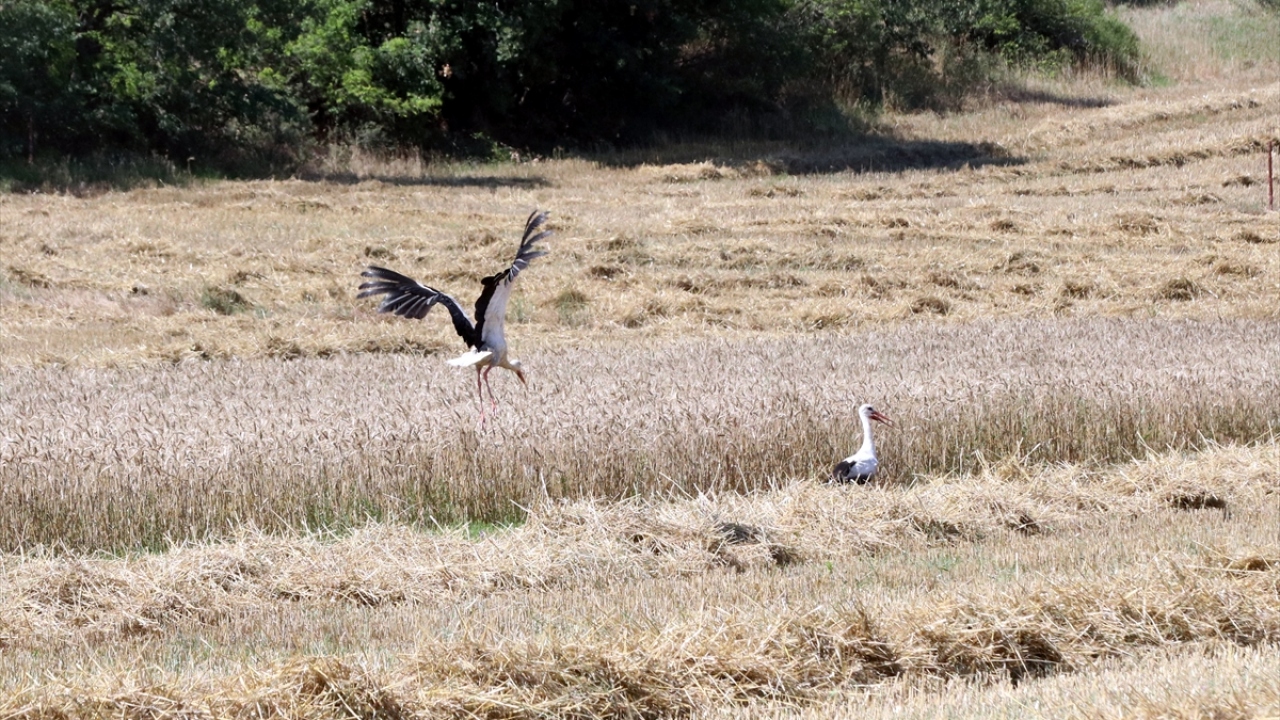Tarlalara gelen leyleklerin hasat zamanı kendilerine ayrı bir mutluluk kattığını ifade eden Zabın, "Makine nereye, leylekler oraya. Çekirge topluyorlar. Biz de onların bu mücadelesini izleyerek adeta zihnimizi dinlendiriyoruz." dedi. 
