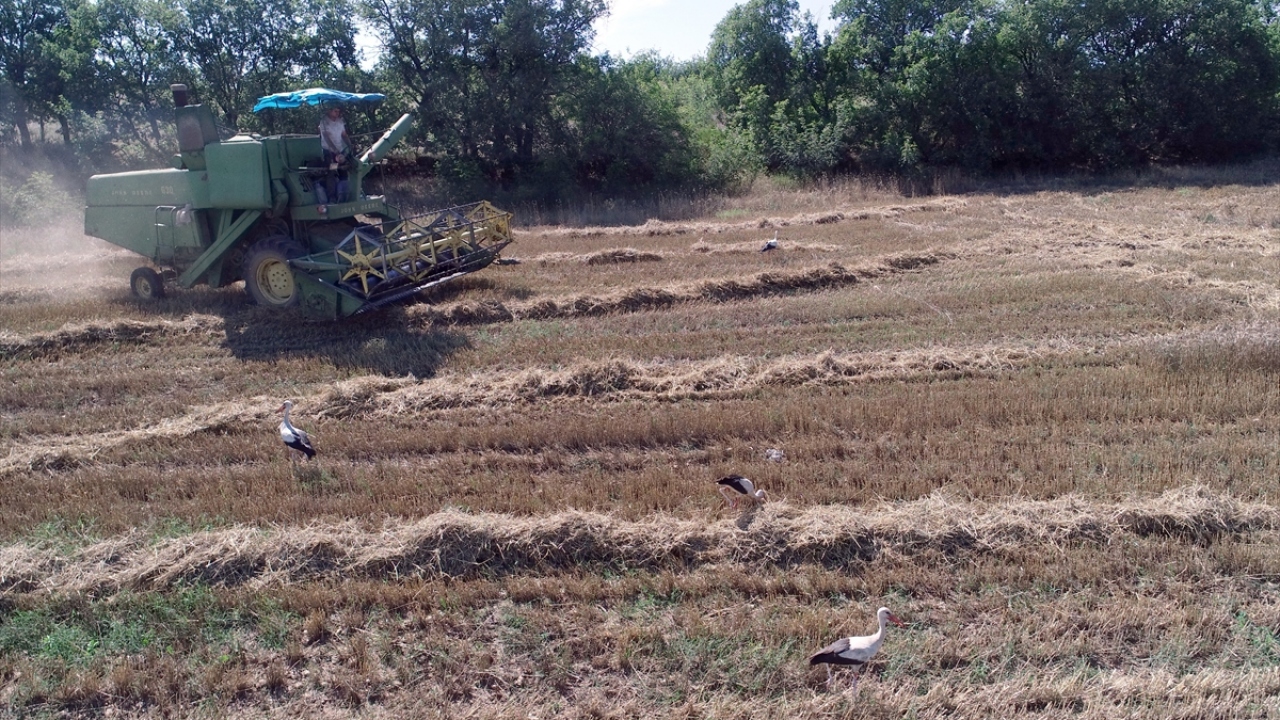 Zabın, bu dönemde çiftçilerin tarlalarına leyleklerin indiğini ve birçok yerde benzer görüntülerin oluştuğunu dile getirdi. 