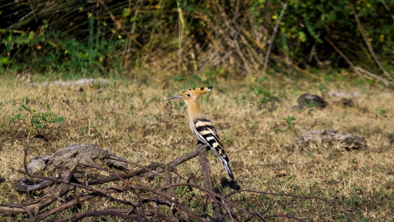 Bilimsel adı Upupa epops olan ve halk arasında çavuş kuşu olarak adlandırılan ibibik kuşu, Kızılırmak Deltası Kuş Cenneti`nde görüntülendi. 