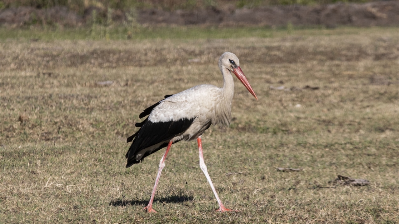 Türkiye`deki en büyük leylek popülasyonunu barındıran Kızılırmak Deltası Kuş Cenneti`nde 950 civarında leylek yuvası bulunuyor. 