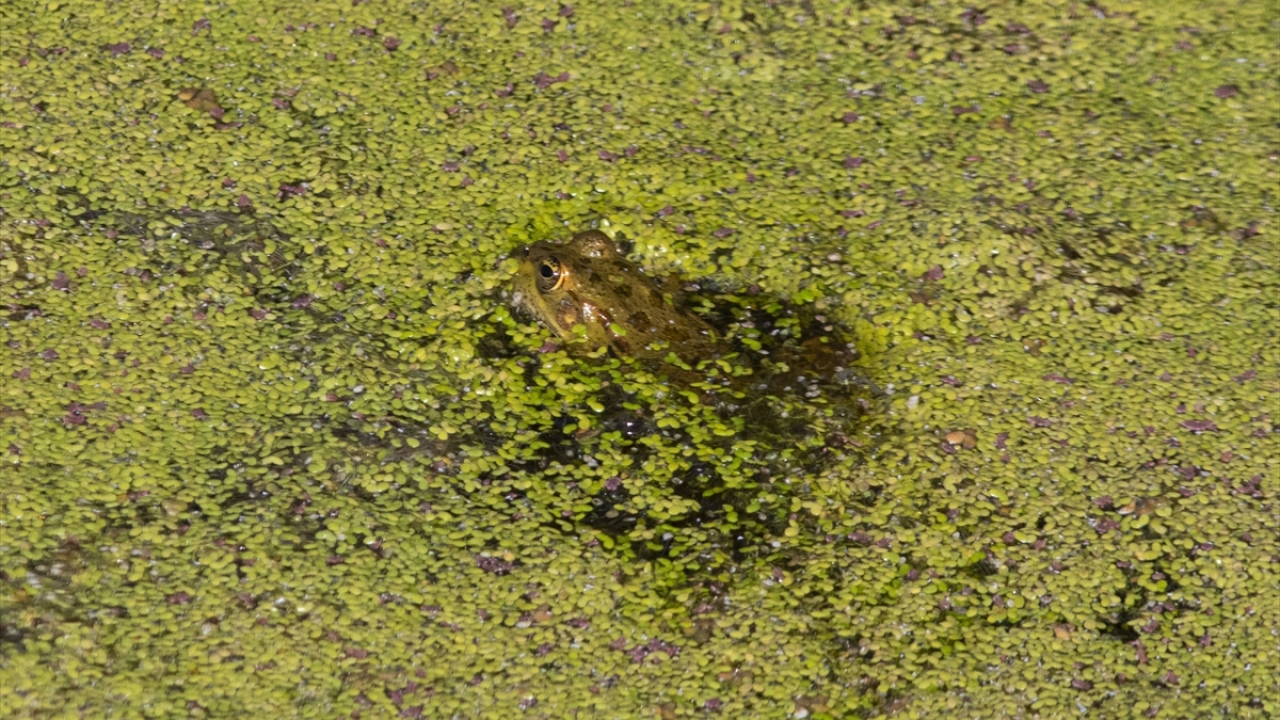 Biyolojik çeşitliliğin oldukça fazla olduğu deltada farklı kurbağa türleri de görüntülenebiliyor.