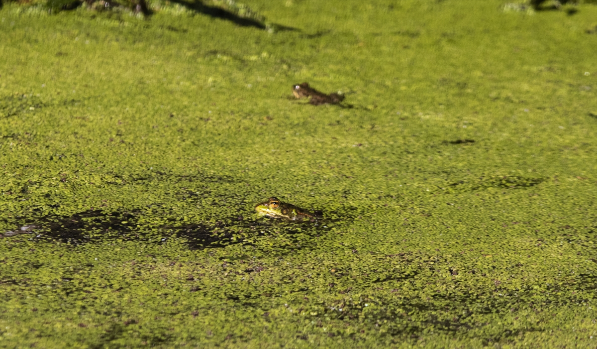 Deltada farklı kurbağa türlerine rastlamak da mümkün. 