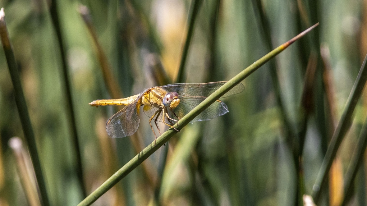 Deltayı süsleyen yusufçuklar renkli görüntüleriyle dikkati çekiyor.