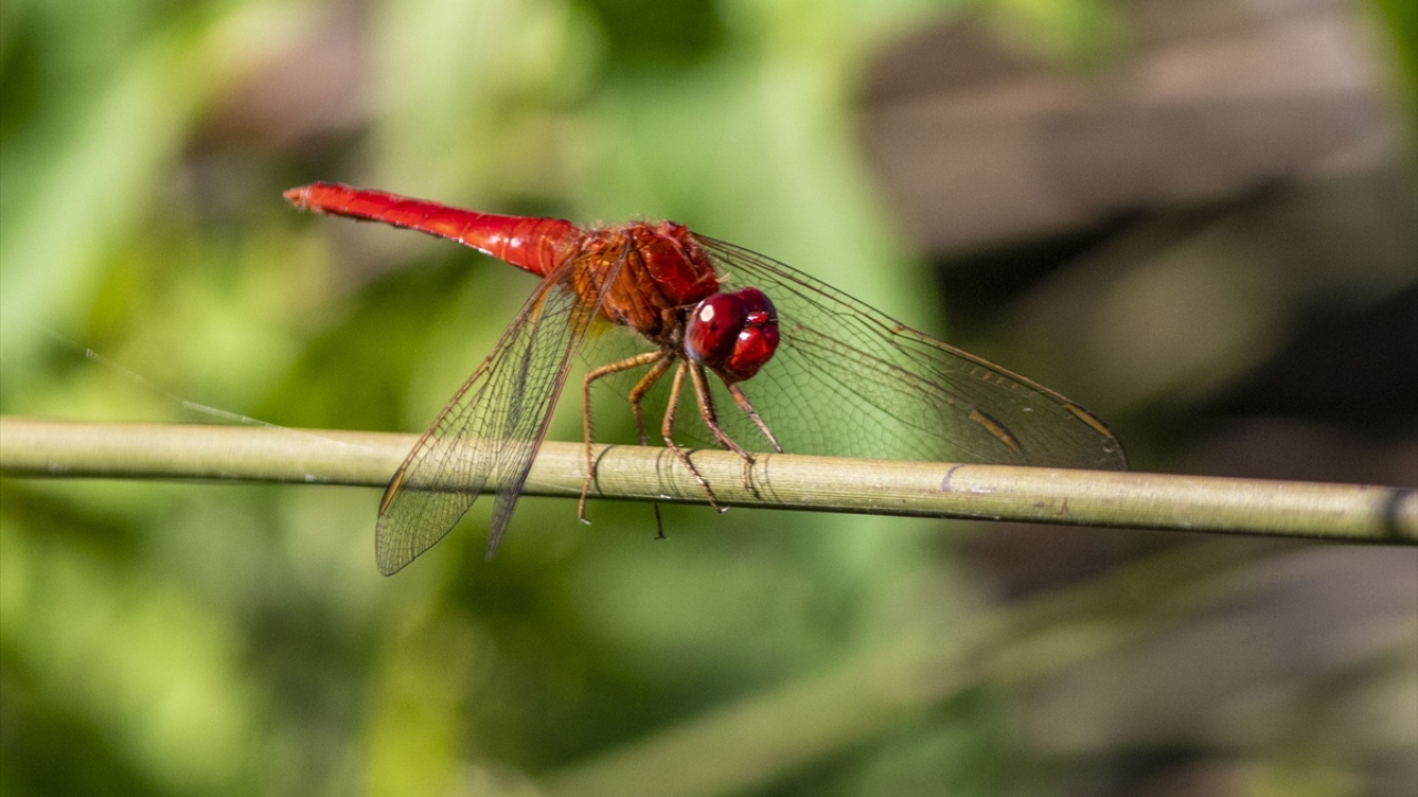 Deltayı süsleyen yusufçuklar renkli görüntüleriyle dikkati çekiyor.