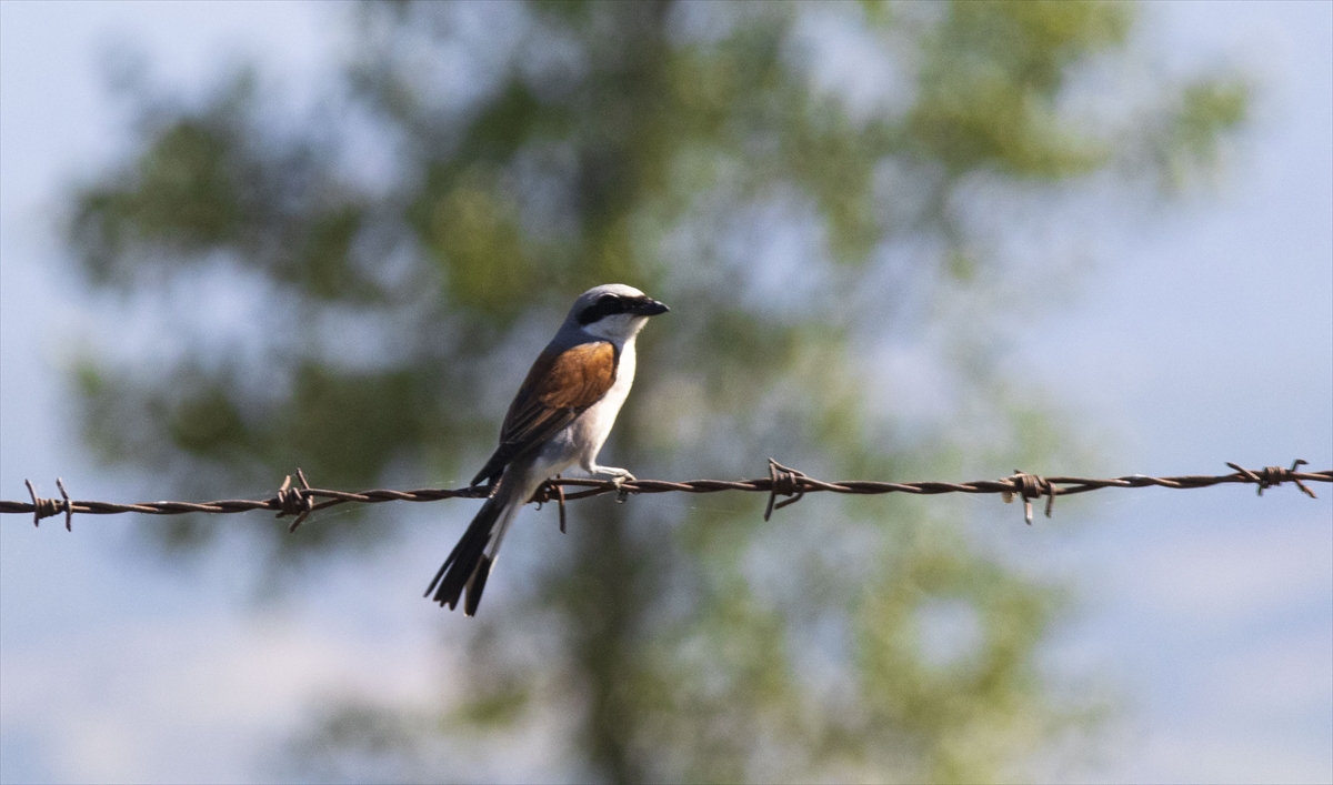Bilimsel adı Lanius collurio olan kızılsırtlı örümcek kuşları Kızılırmak Deltası Kuş Cenneti`nde görüntülendi. 