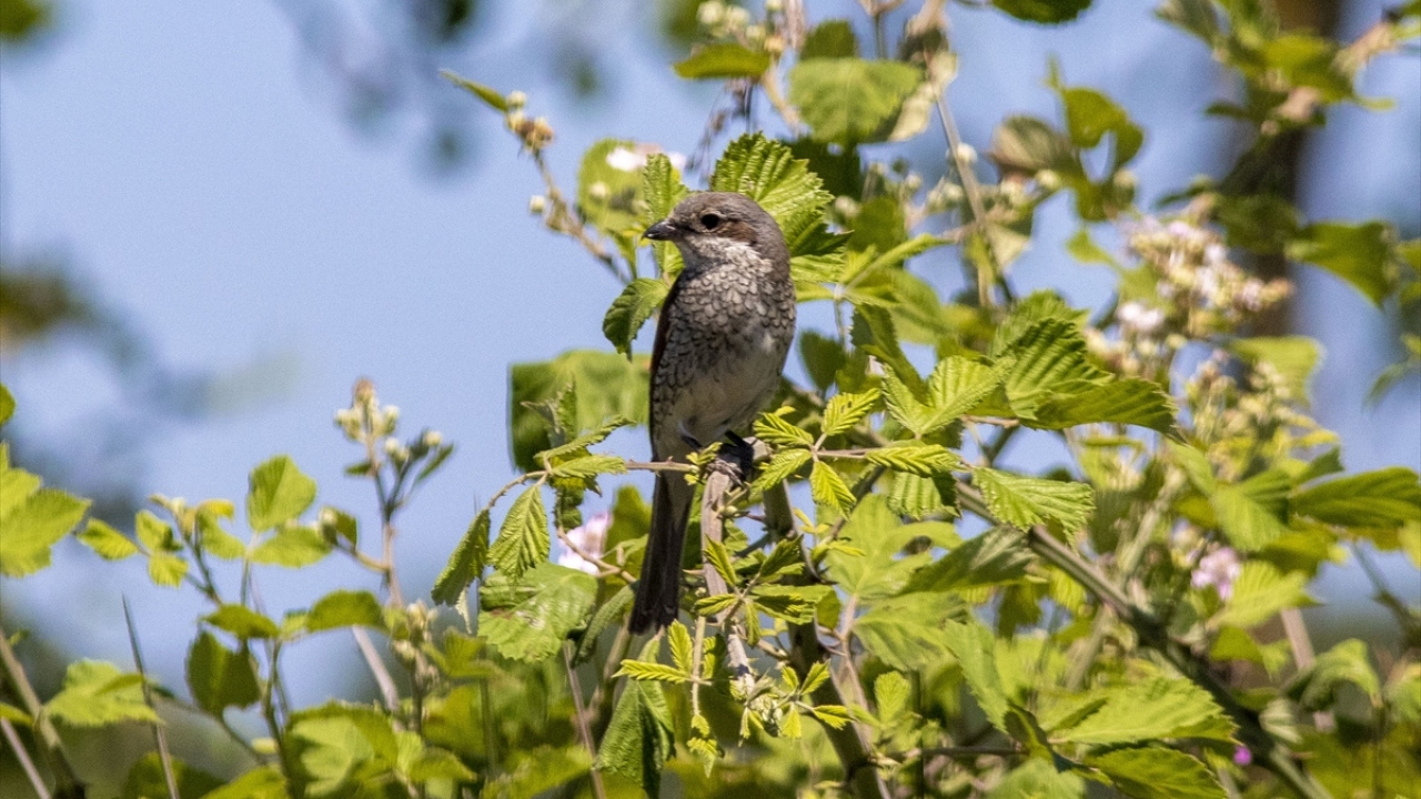 Örümcek kuşları Kızılırmak Deltası Kuş Cenneti`nde görüntülendi.
