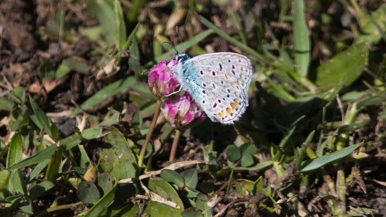 Biyolojik çeşitliliğin oldukça fazla olduğu deltada farklı kelebek türleri de görüntülenebiliyor.