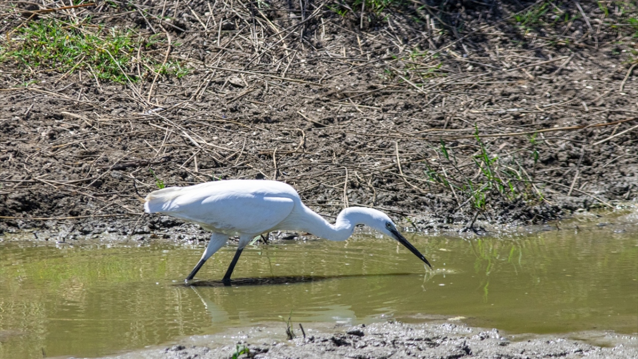 Balıkçıllar Kızılırmak Deltası Kuş Cenneti`nde görüntülendi.