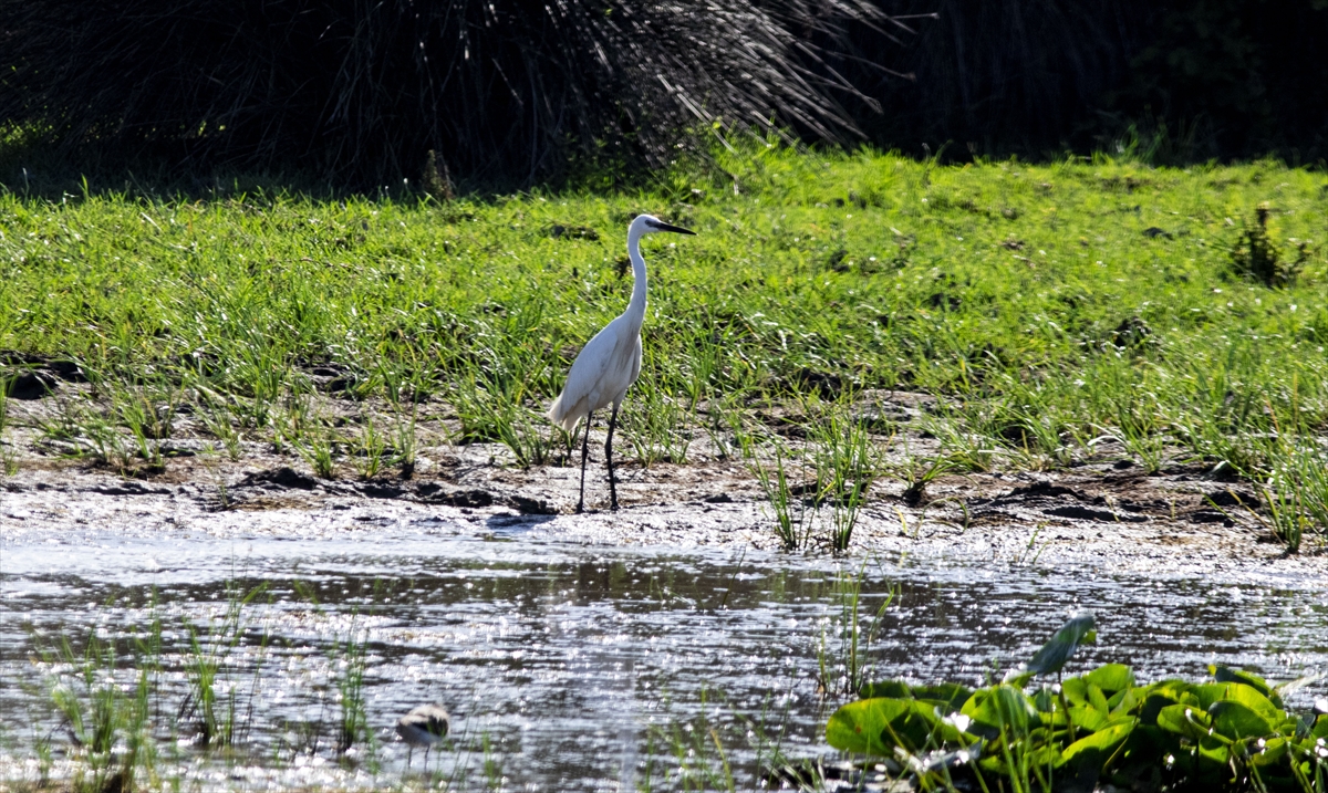 Balıkçıllar Kızılırmak Deltası Kuş Cenneti`nde görüntülendi.