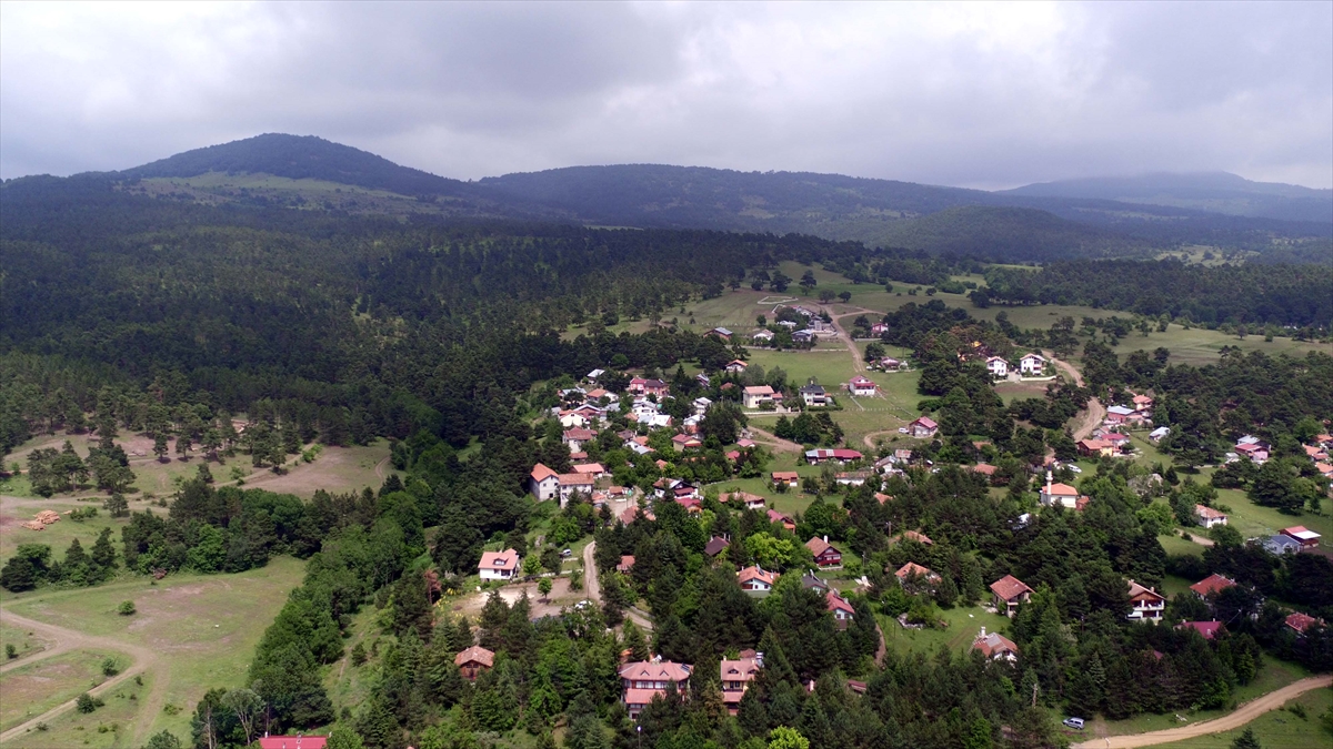 Yaylaya yurt içi ve yurt dışından gelen ziyaretçiler, çam ormanlarıyla kaplı alanlarda doğayla baş başa kalma imkanı buluyor.