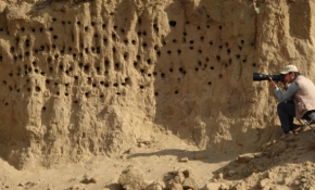 Kum tepeleri kırlangıçlara yuva oldu