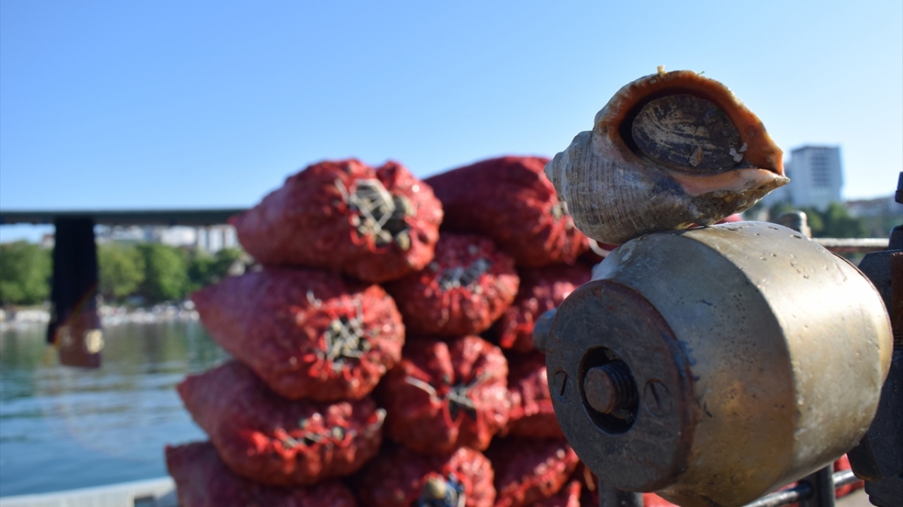 Akçakoca Limanı`na getirilen salyangozlar Japonya, Çin ve Kore gibi Uzak Doğu ülkelerine gönderiliyor.