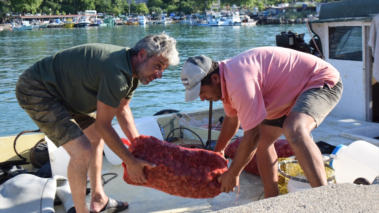 Akçakoca Su Ürünleri Kooperatifi Başkanı Mustafa Karakaş, Batı Karadeniz`de balıkçıların av yasağında salyangoz avcılığı yaparak geçimlerini sürdürdüğünü söyledi.