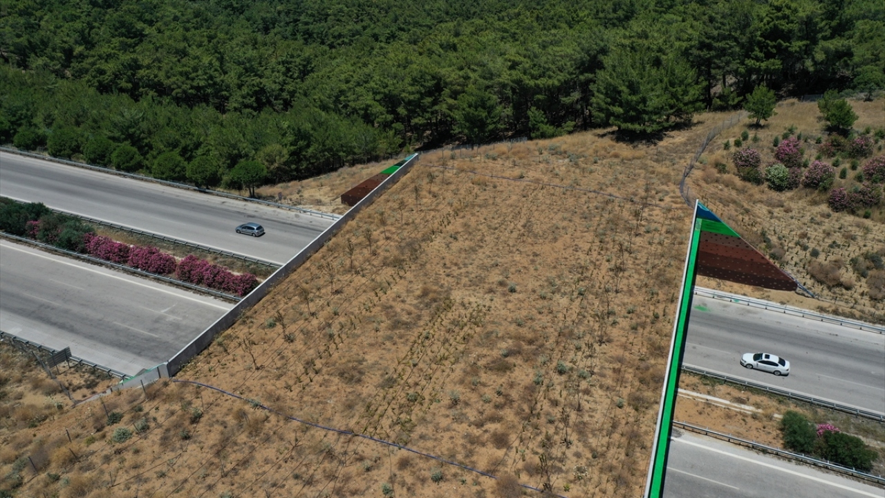 Karayolları 2. Bölge Müdürlüğü ekiplerince geçen yıl otoyolun Zeytinler Kavşağı`nın 2 kilometre yakınında ekolojik köprü inşaatına başlandı.