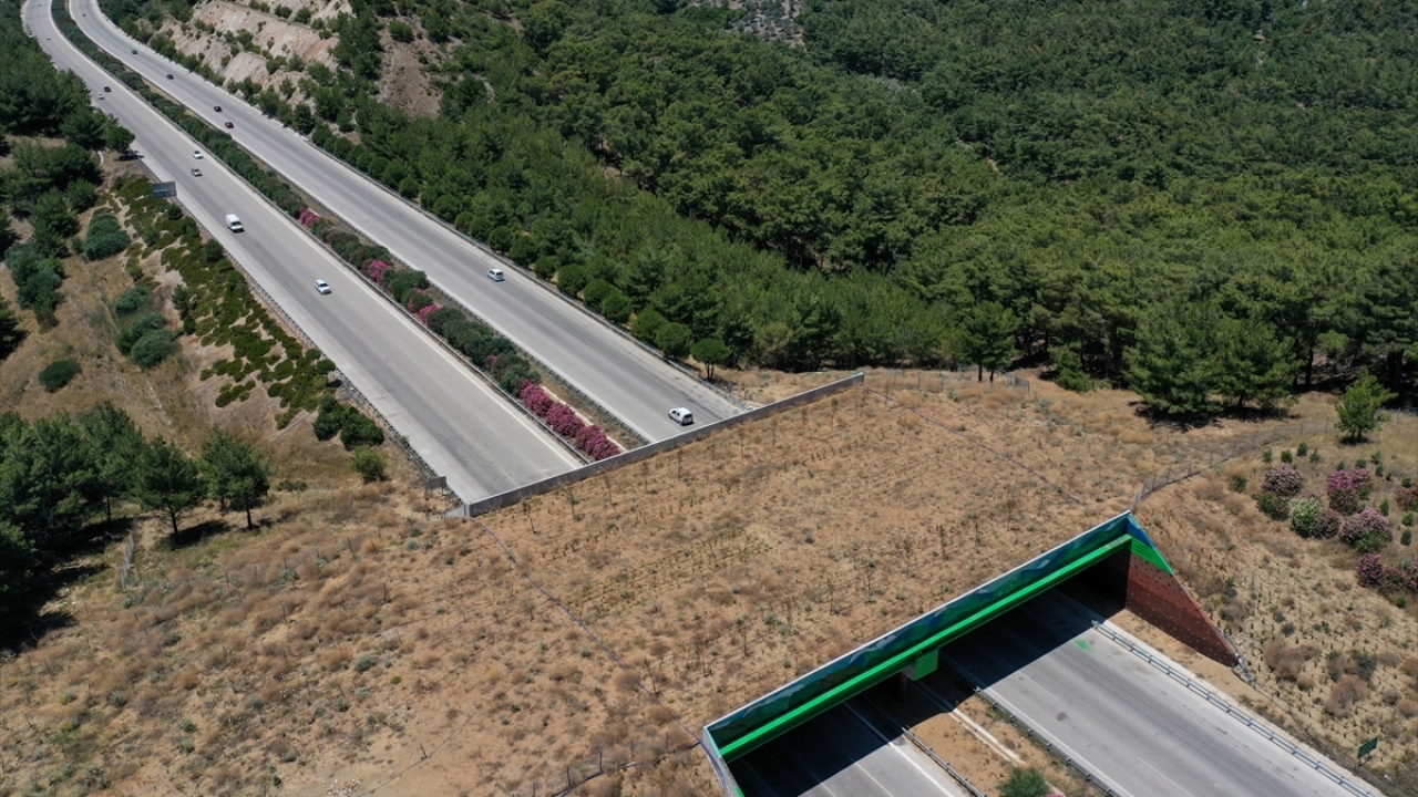 Zeytinler Doğal Yaşam Köprüsü adı verilen ekolojik köprünün üst kısmına ağaçlar dikildi, yaban hayvanlarının su ihtiyacının karşılanması için beton havuz inşa edildi.