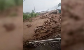 Van'da sele kapılan 74 koyun telef oldu