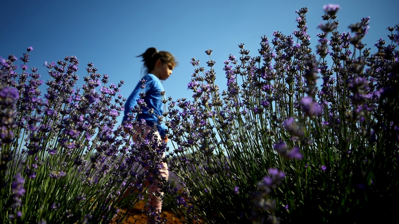 Tıp ve kozmetiğin yanı sıra yağ üretim sektöründe de yaygın kullanılan, son yıllarda yerli ve yabancı turistlerin ilgi odağı haline gelen erken dönem lavanta bahçelerinde hasat başladı.