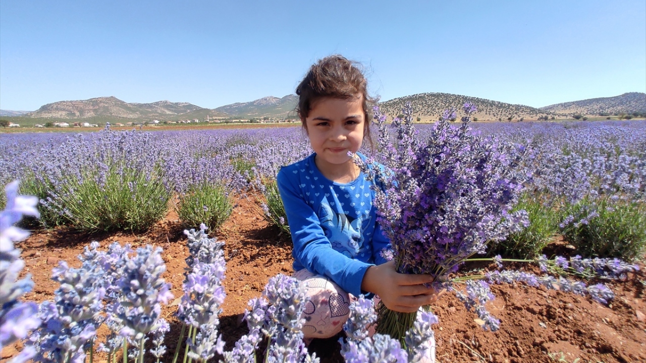 Türkiye`nin önemli tahıl üretim merkezlerinden Konya Ovası`nda çiftçilere ek katkı sağlayan lavanta bahçeleri, güzel kokusunun yanı sıra mor rengiyle de görsel bir şölen sunuyor.